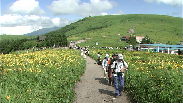 在日本的基利甘岭，游客们徒步穿过盛开的黄花菜田。视频素材