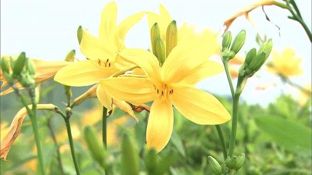 明黄色的黄花菜在微风中摇曳。视频素材