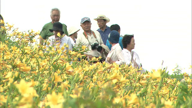 游客们凝视着盛开的黄花菜田。视频素材