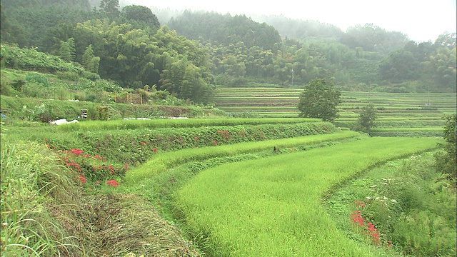 雨水落在梯田上。视频素材