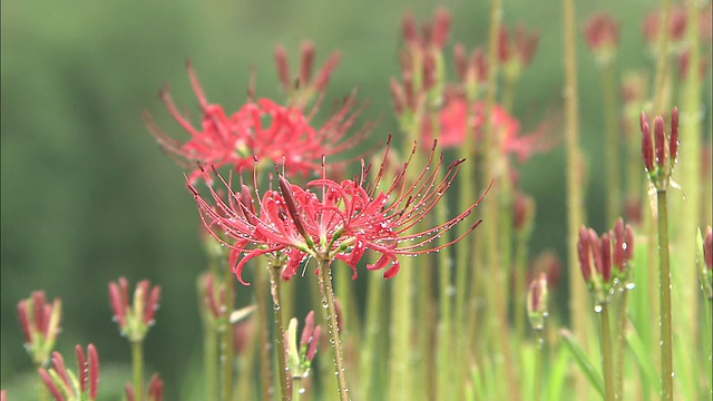 雨滴聚集在蜘蛛百合的花朵上。视频素材