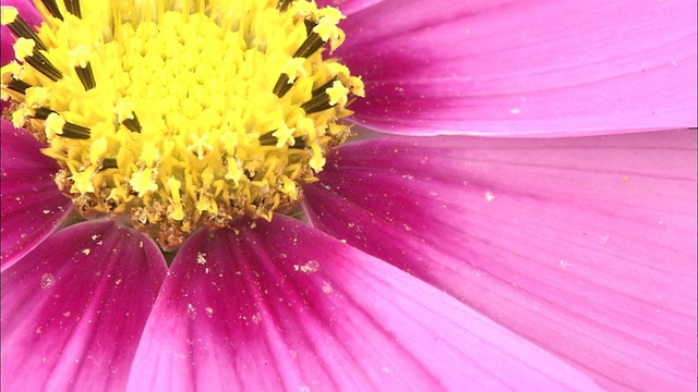 宇宙花的紫色花瓣围绕着黄色的雌蕊。视频素材