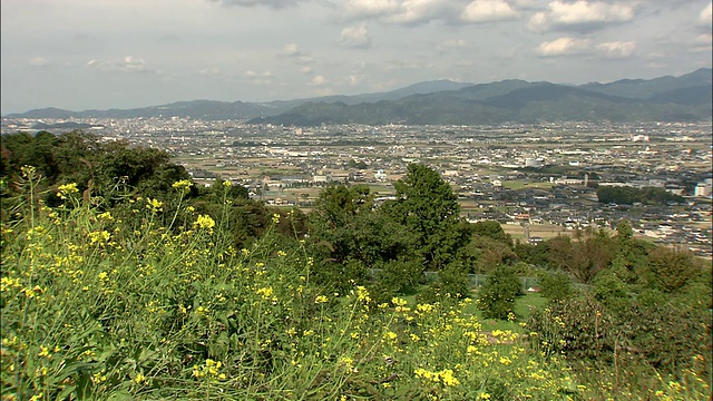 明亮的黄色油菜籽开花在山上俯瞰松山市。视频素材