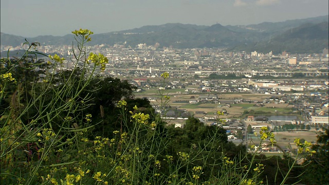 松山的山顶上长满了油菜花。视频素材