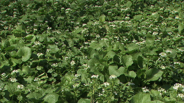 花园里种满了山葵。视频素材