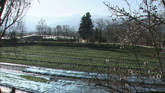 芥末生长在日本的雪山脚下。视频素材