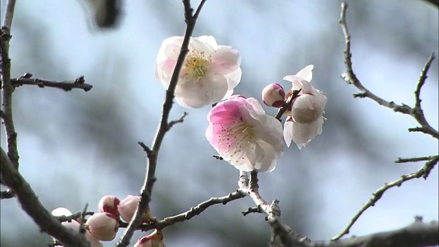 日本梅花在微风中摇曳。视频素材