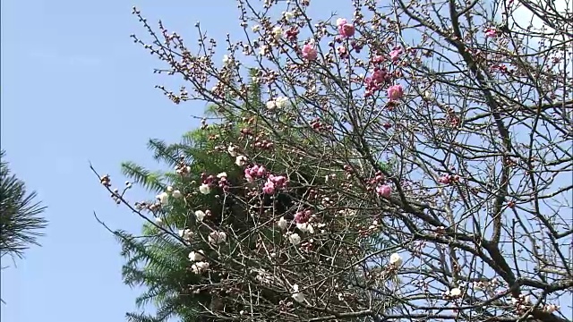 日本梅树开花。视频素材