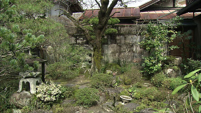 一棵日本梅树在长满青苔的石屋旁开花。视频素材