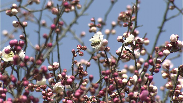 细长的树枝上开满了日本梅花，花蕾在微风中颤动。视频素材