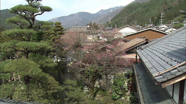 日本梅树在民居旁开花。视频素材