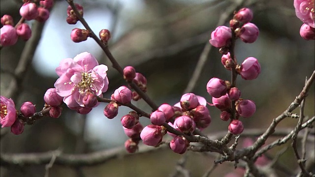 日本梅花在微风中摇曳。视频素材