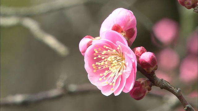 鲜艳的粉红色花朵盛开在一棵日本梅树上。视频素材