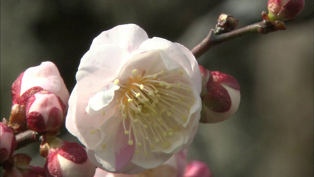 一棵日本梅树上开着淡粉色的花。视频素材