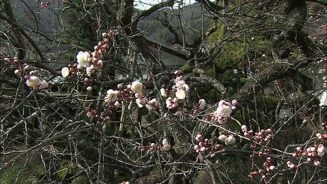 日本梅树在屋顶边开花。视频素材