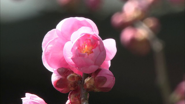 美丽的粉红色花蕾在一棵日本李树上开放。视频素材