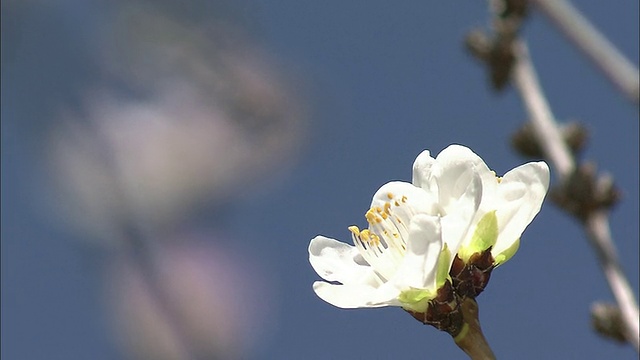 桃花在微风中颤动。视频素材