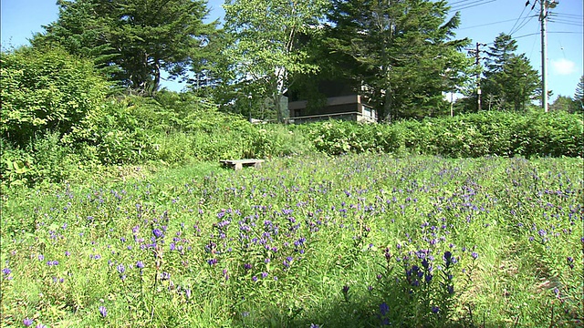 龙胆在田野里开花。视频素材