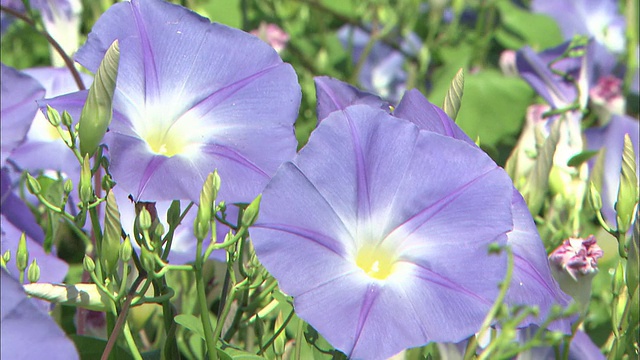 牵牛花在草地上盛开。视频素材