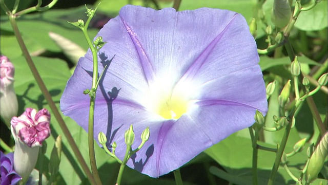 牵牛花在田野里开花。视频素材