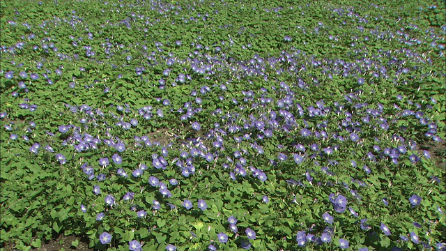 大片大片的牵牛花开在草地上。视频素材