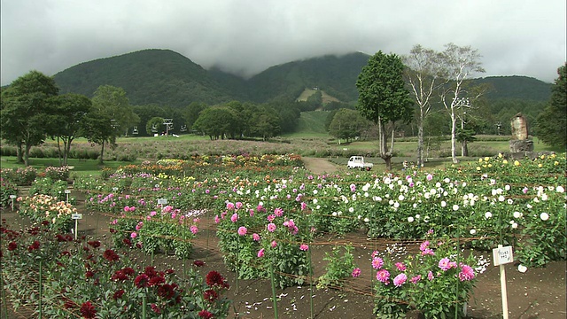 大丽花在耕地上开放。视频素材