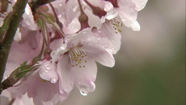 在日本长野伊娜的高藤约希公园，雨滴从樱花上滴下来。视频素材