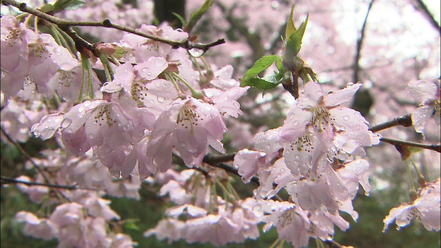 日本高藤约什公园的春天樱花盛开。视频素材