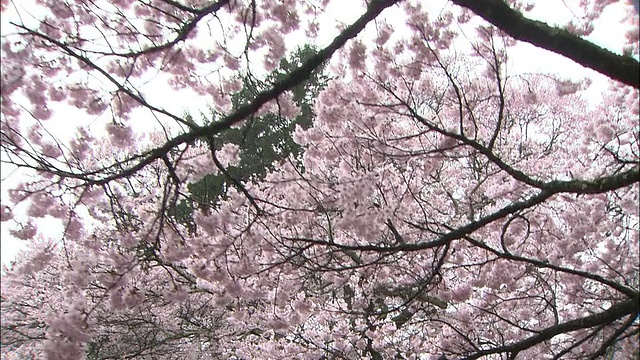 在日本高登乔希公园，游客们打着雨伞观赏春天盛开的樱花树。视频素材