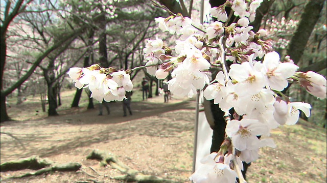 日本Kobo山附近，游客们沿着吉野樱花盛开的小路行走。视频素材