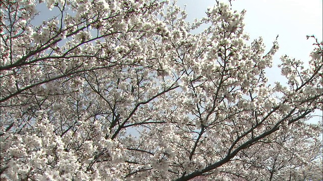 吉野樱花开白色的花。视频素材