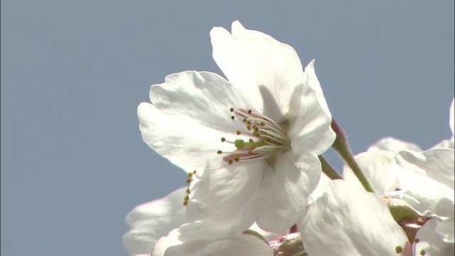 吉野樱桃树开白色的花。视频素材