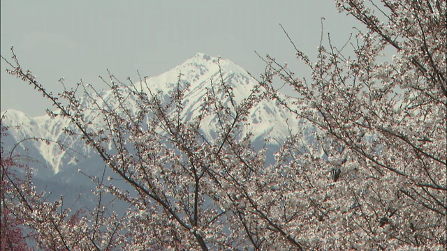 日本吉野樱桃树的树枝框架雪山Kobo。视频素材