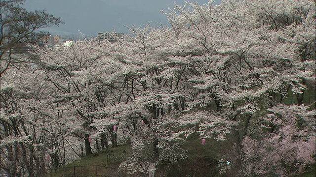 在一个雾天，日本的滨野，吉野的樱花在Kobo山附近开花。视频素材