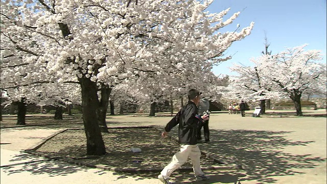 在日本长野，游客们漫步在盛开的吉野樱桃树旁。视频素材