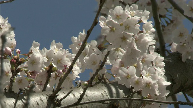 日本长野，樱花在吉野樱桃树上摇摆。视频素材