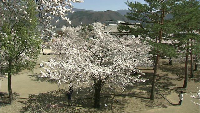 在日本长野，游客们漫步在盛开的吉野樱桃树旁。视频素材