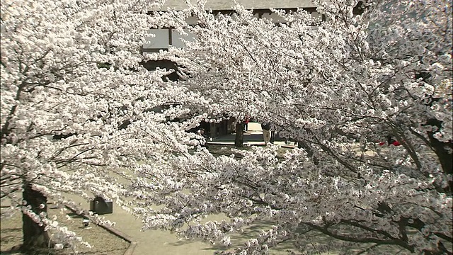 日本长野市松城吉野樱花盛开。视频素材