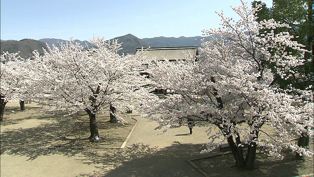 日本长野市松城，游客们在欣赏盛开的吉野樱桃树。视频素材