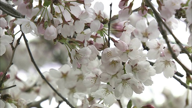 吉野樱桃树开白色的花。视频素材