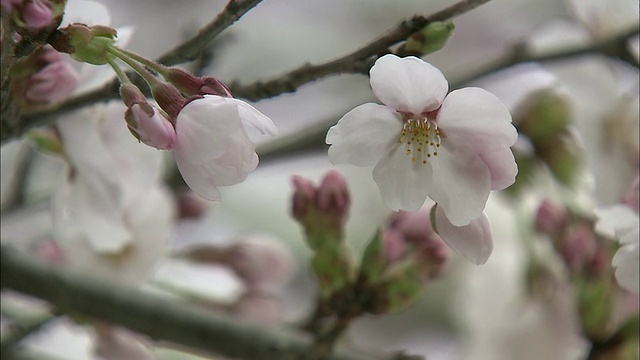 吉野樱桃树开白色的花。视频素材