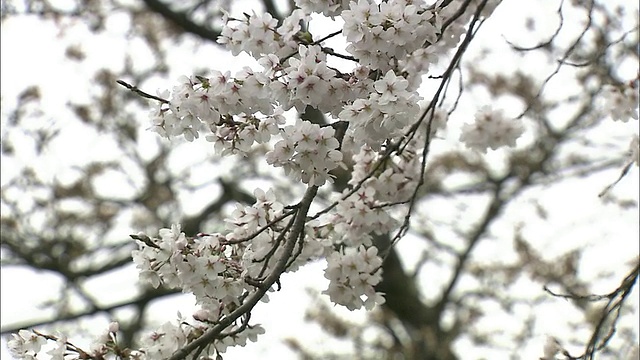 一棵吉野樱桃树上开满了白色的花视频素材