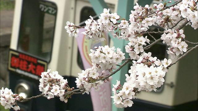 日本贝正温泉站，白色的吉野樱花装点了一列火车。视频素材