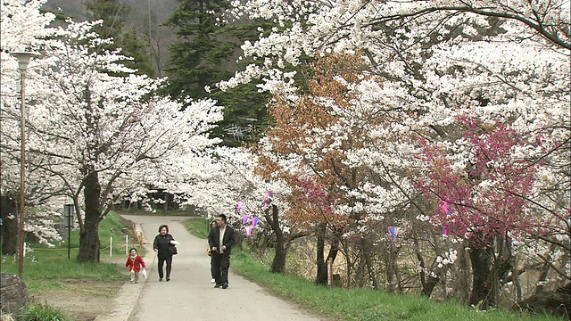 在春田公园，游客们沿着樱花盛开的小径行走。视频素材