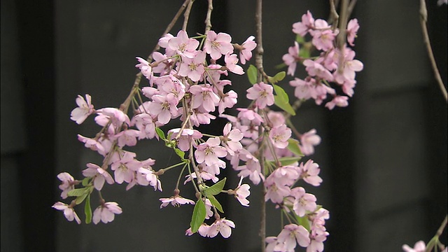 一棵哭泣的樱桃树开着漂亮的粉红色花朵。视频素材