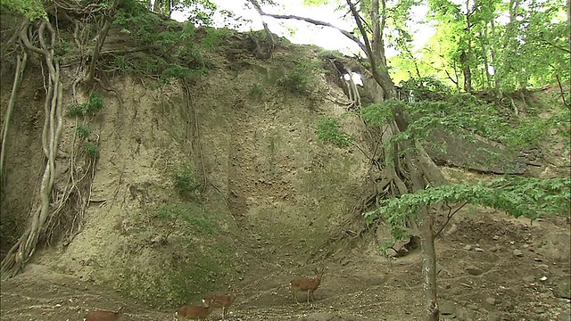 在日本长野的悬崖边吃草的屋久鹿。视频素材