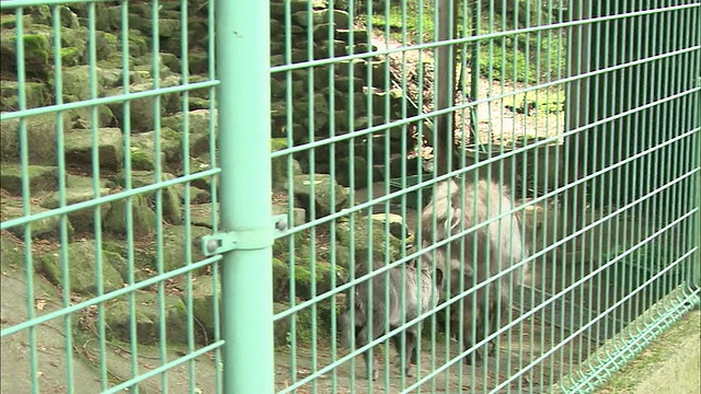 一只日本毛线雀跟着它的妈妈在动物园里。视频素材