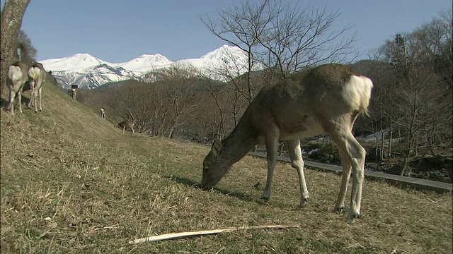 一只野鹿在日本北海道的山坡上吃草。视频素材