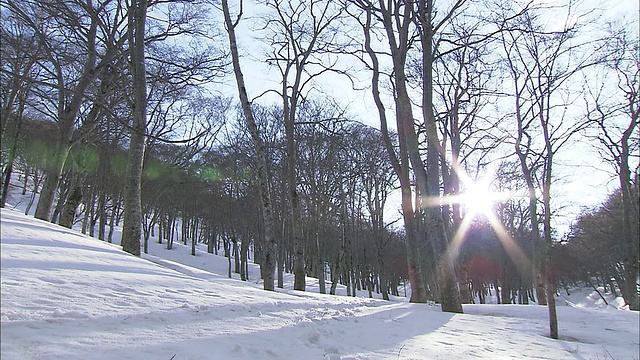 阳光穿过白雪覆盖的日本山毛榉森林。视频素材