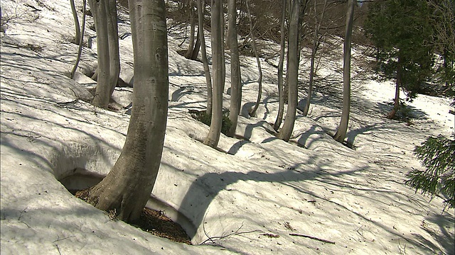 瘦削的日本山毛榉树在白雪覆盖的森林地面上投下了阴影。视频素材